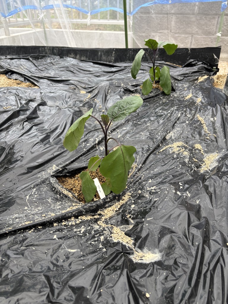 人気の接木苗 6種セット 接木苗｜種（タネ）,球根,苗,資材