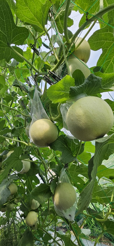 ネットメロン ころたん（R） 自根苗｜種（タネ）,球根,苗,資材