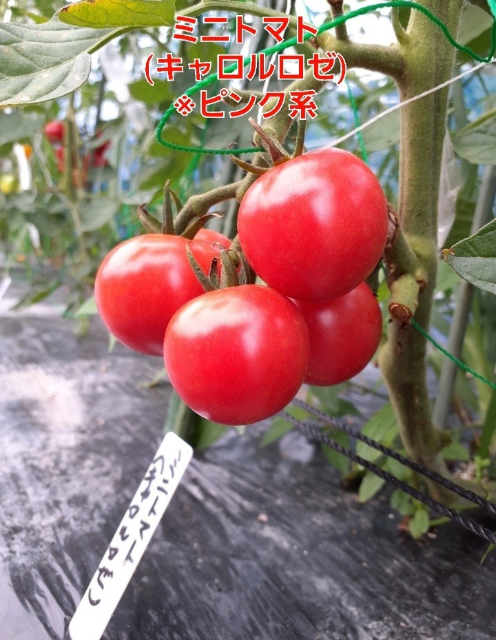 ユーザー写真