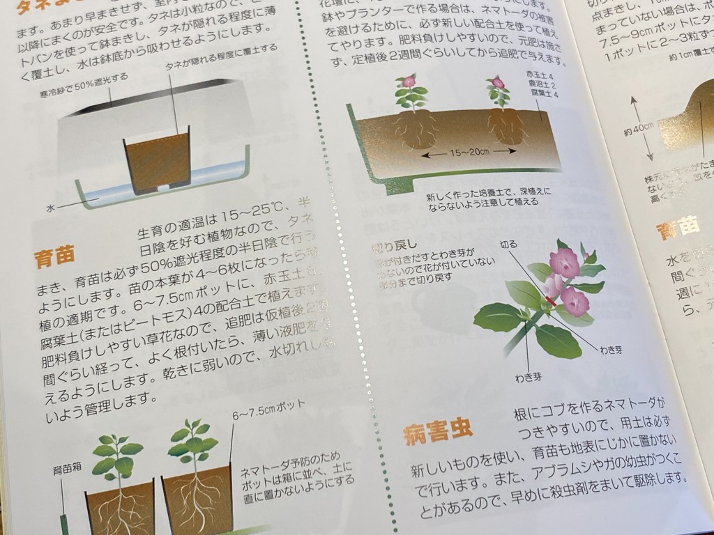 投稿写真