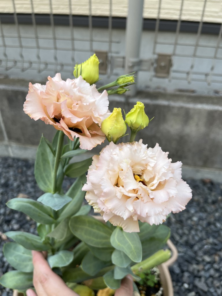 ユーザー写真