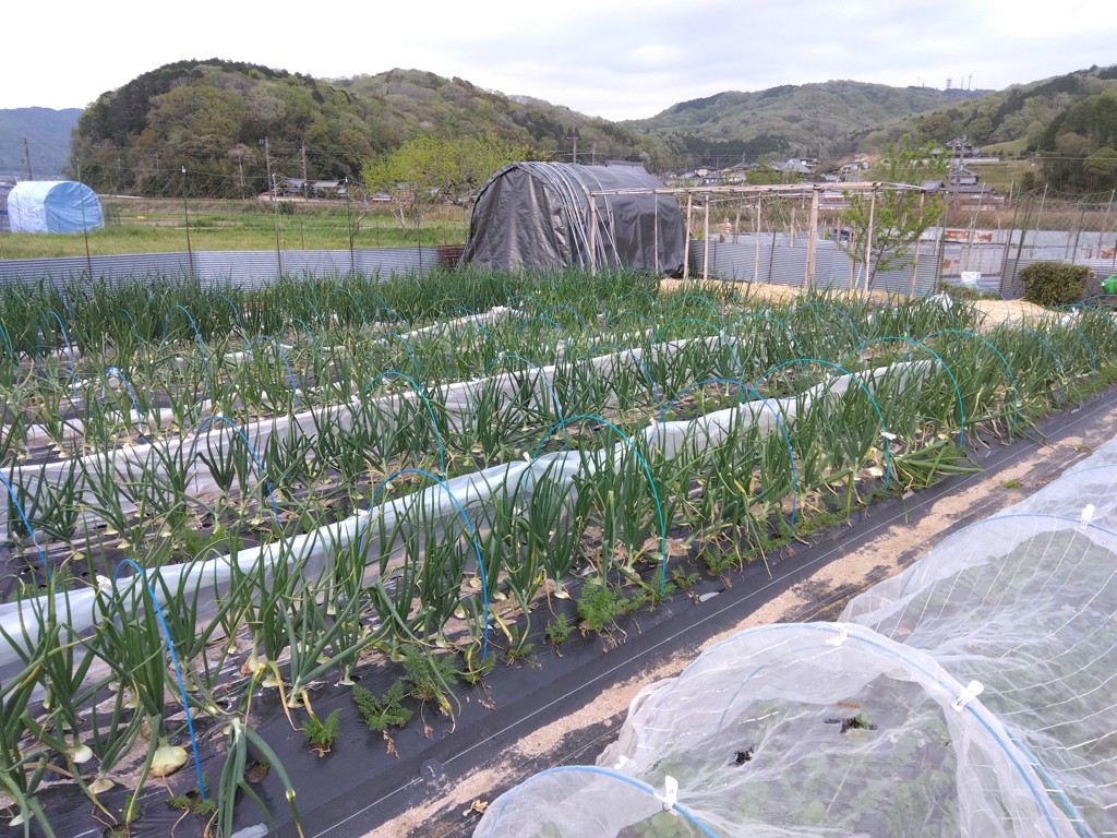投稿写真