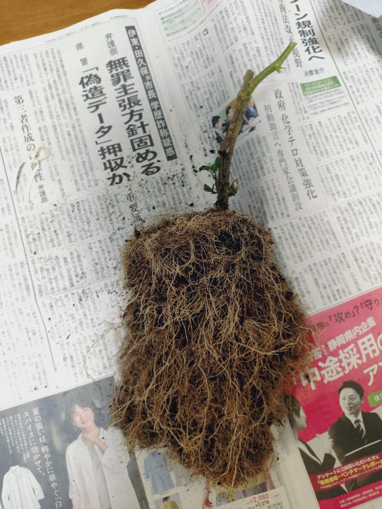 投稿写真