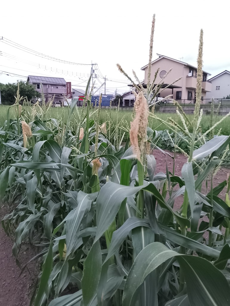 ユーザー写真