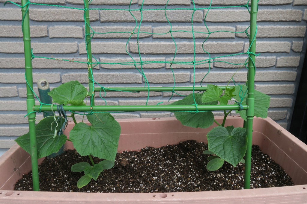 お試し野菜苗 接木苗 6種セット 5月中～下旬発送予定｜種（タネ）,球根