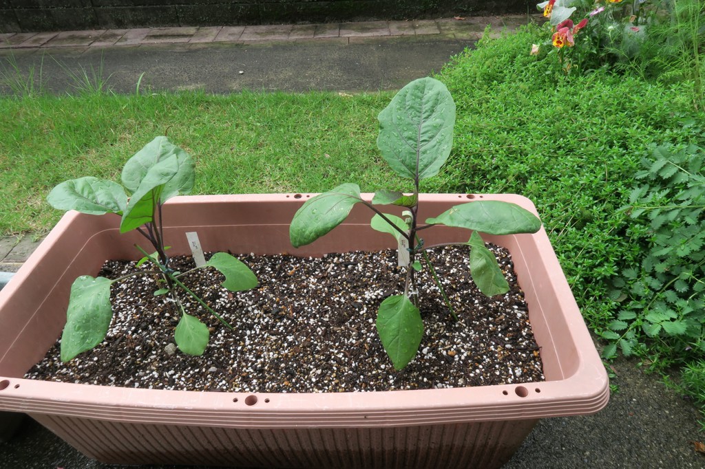 お試し野菜苗 接木苗 6種セット 5月中～下旬発送予定｜種（タネ）,球根