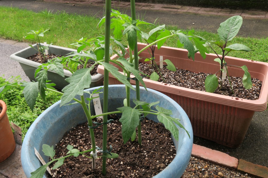 お試し野菜苗 接木苗 6種セット 5月中～下旬発送予定｜種（タネ