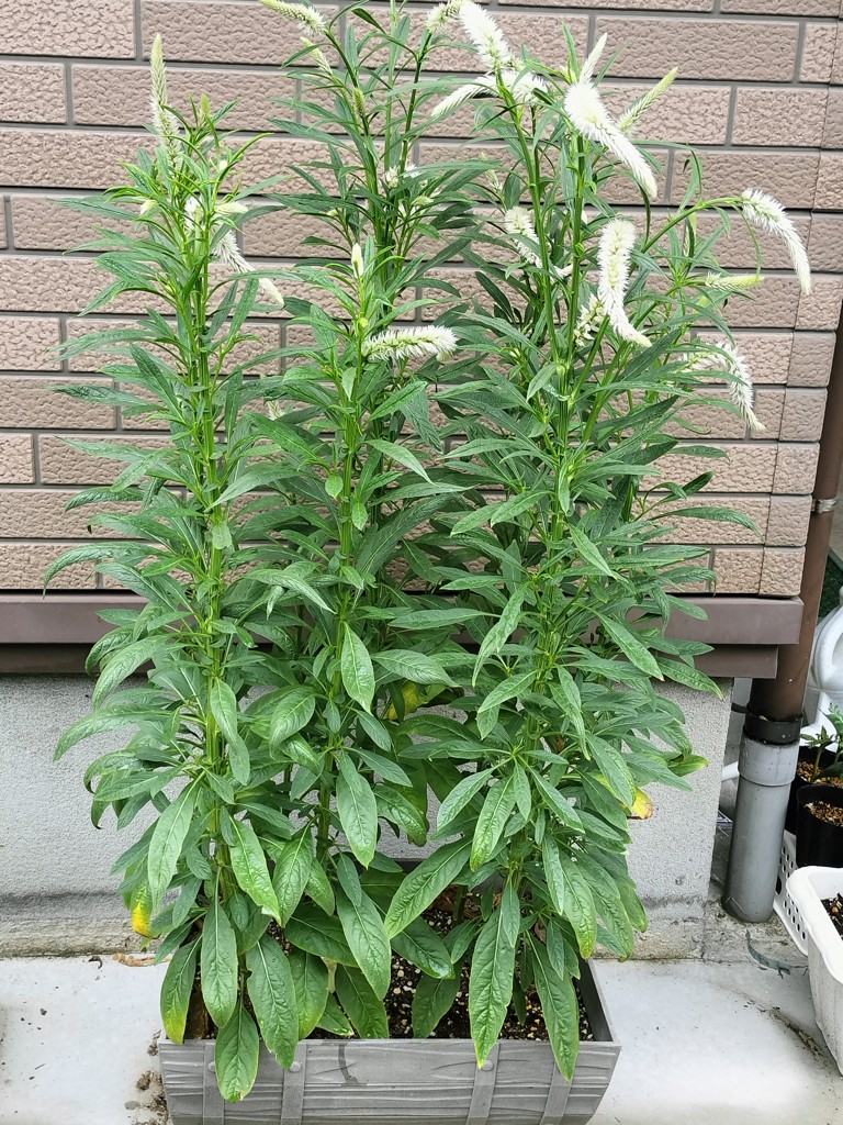 ユーザー写真