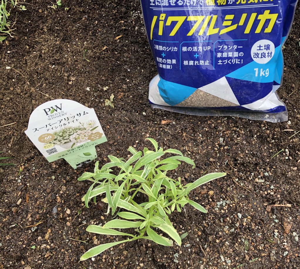 投稿写真