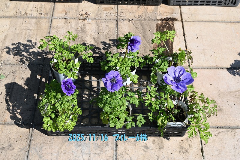 アネモネ400ml♪ アネモネ ポルト ブルー｜種（タネ）,球根,苗,資材,ガーデニンググッズ