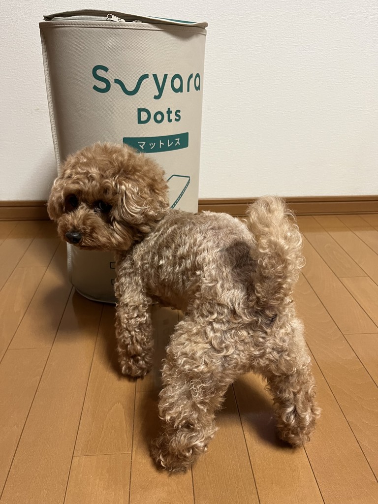 投稿写真