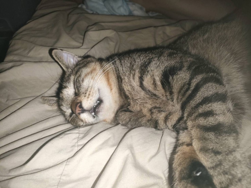 投稿写真