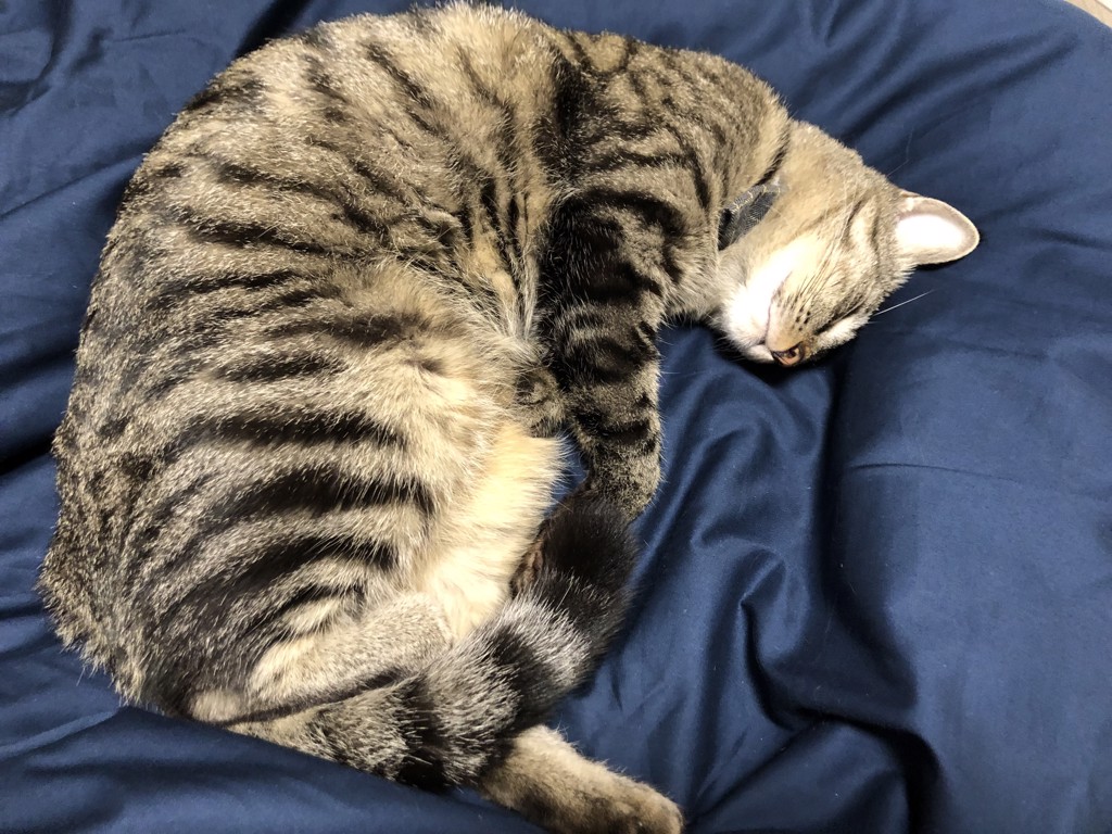 投稿写真