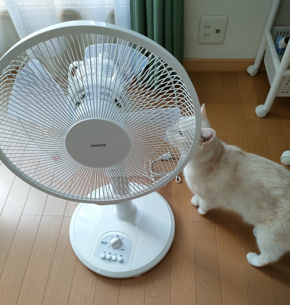 販売終了】【訳あり】 扇風機 風量3段階 押しボタン 左右首振り 切