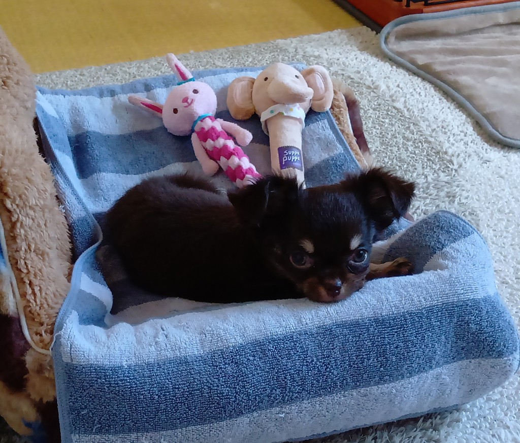 Dream Bell プレミアムパピーミルク 270g