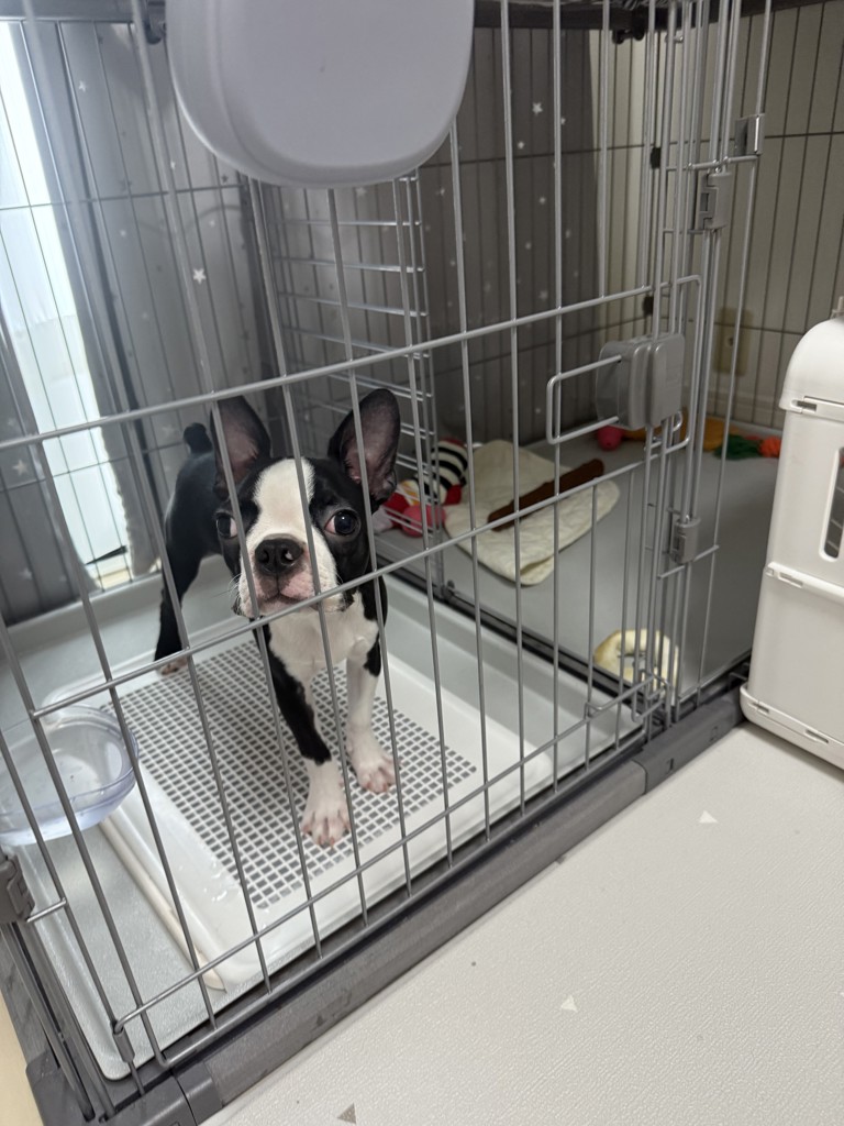 ペティオ ドッグルーム サークル Plus グレー ワイド