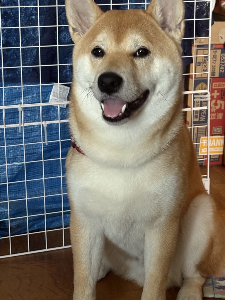 BWild ビーワイルド イノシシ 800g