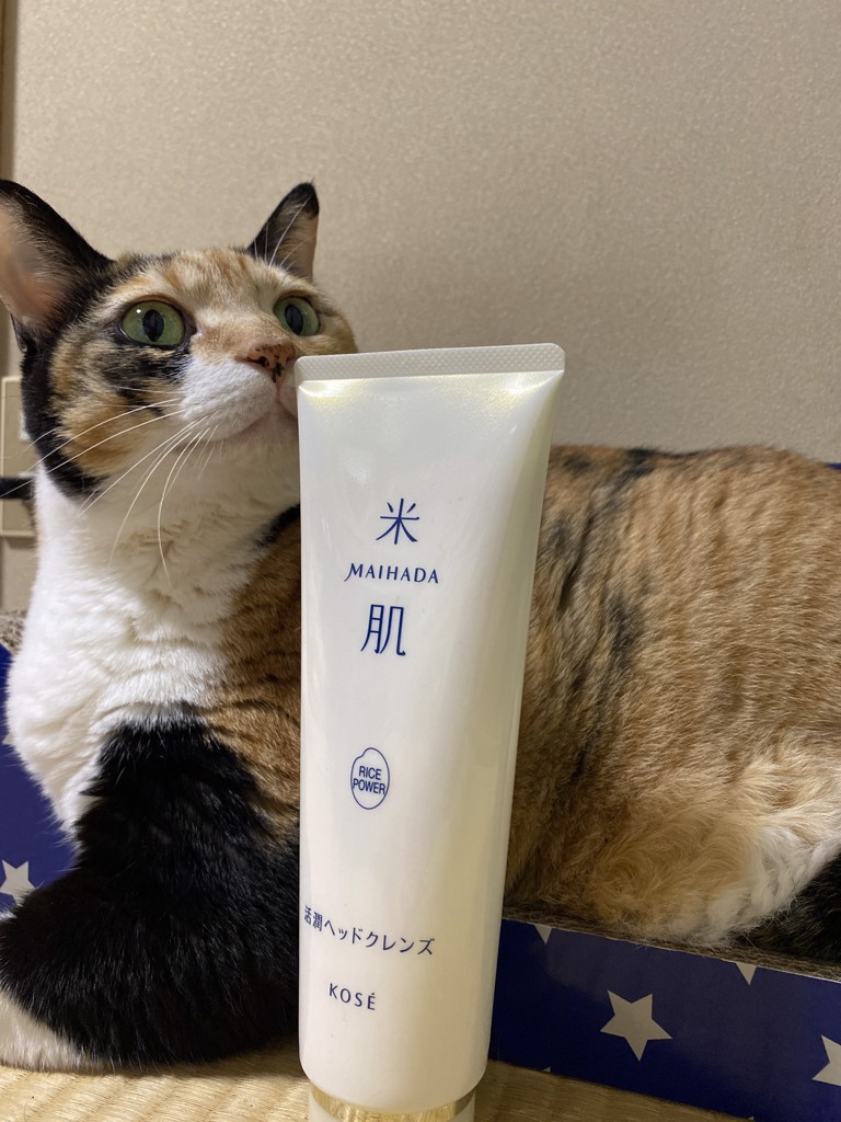 投稿写真