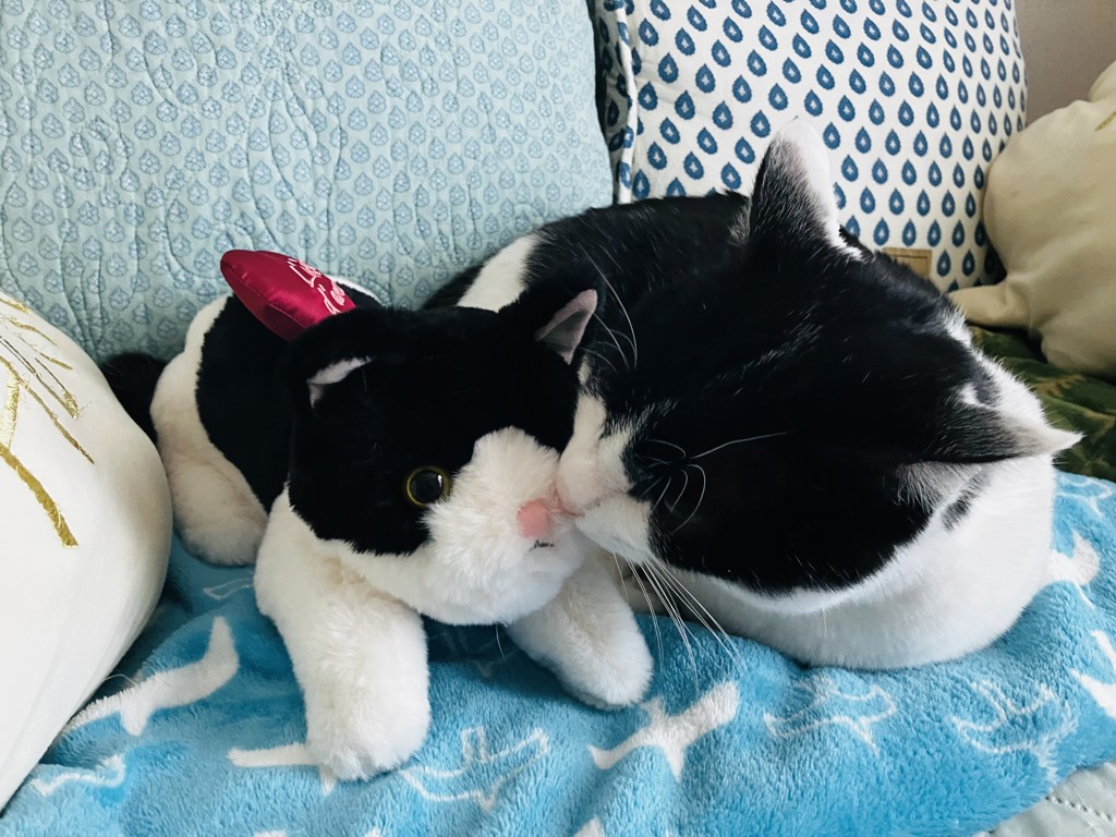 ぬいぐるみ/Cat's NapTime | アフタヌーンティー公式通販サイト