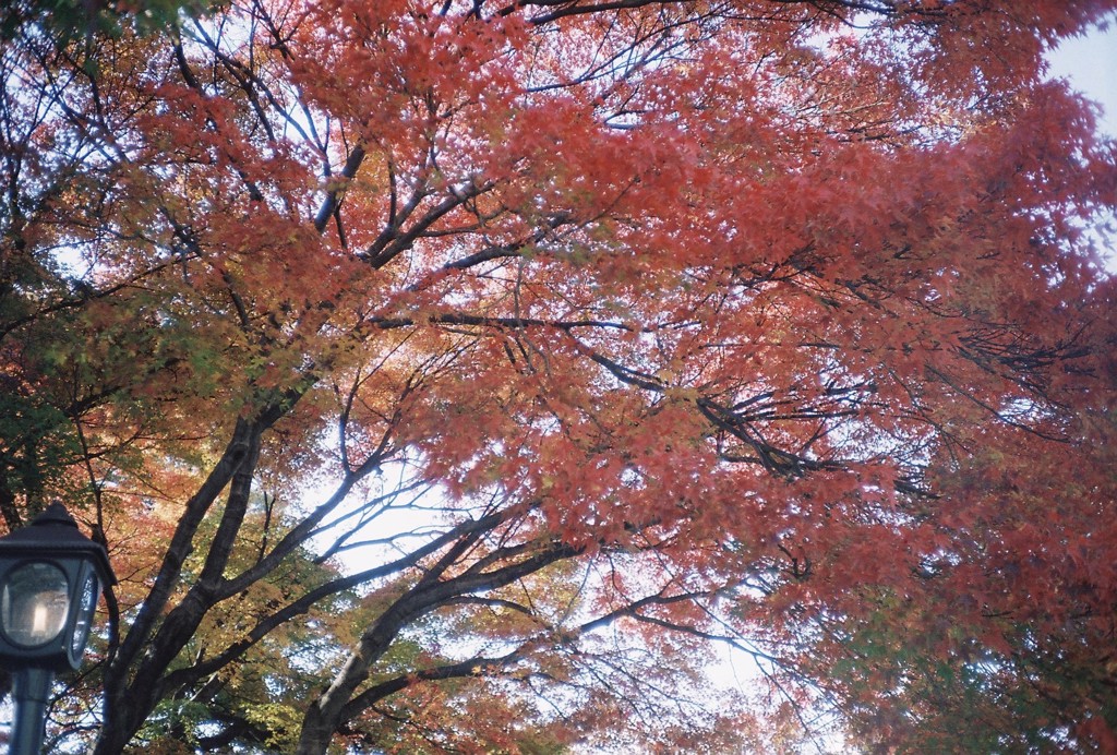 投稿写真