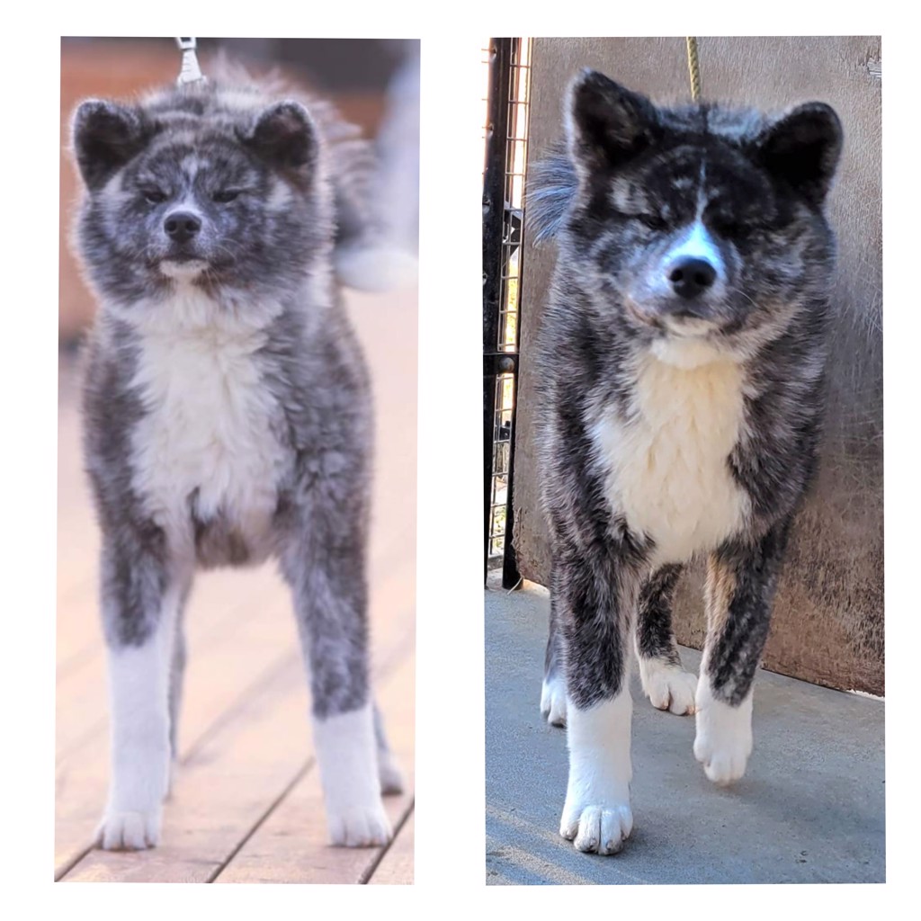 ブリーダー ユーカヌバPRO パピー ラム&ライス 15kg