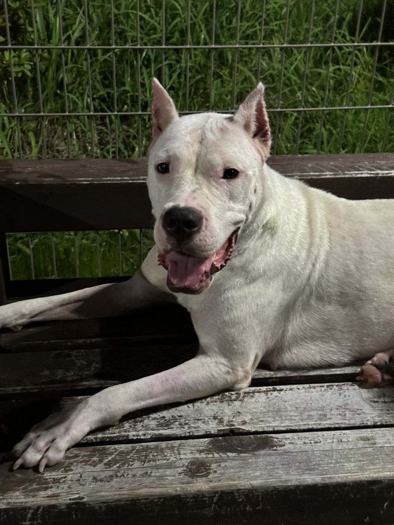 ブリーダー ユーカヌバPRO アダルト ラム&ライス 15kg