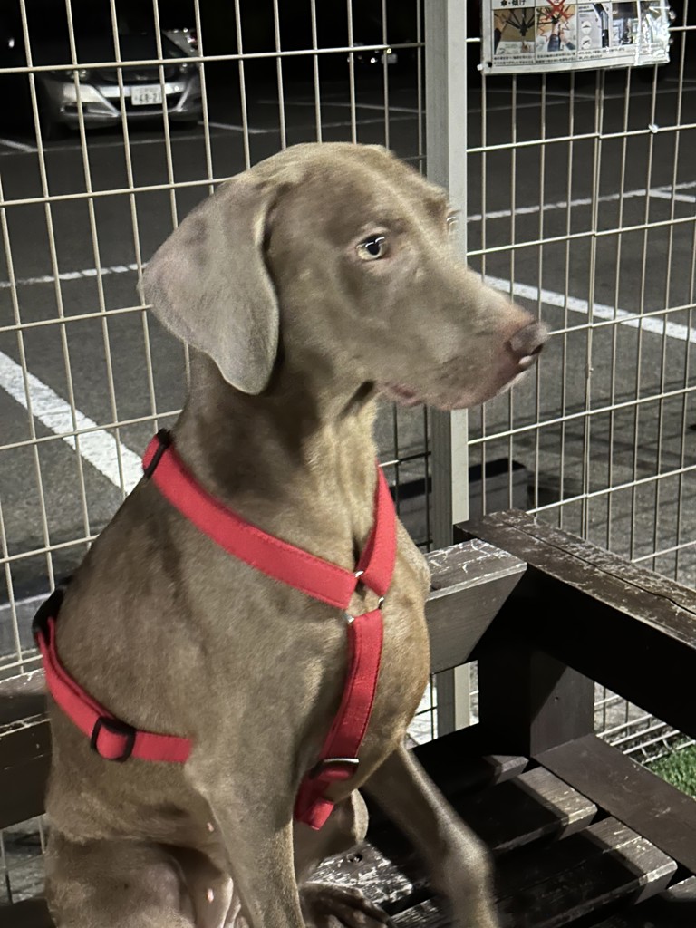 アダルトラム15キロ アダルトラム15キロ×2個 アダルト/1才以上の成犬用 ラム