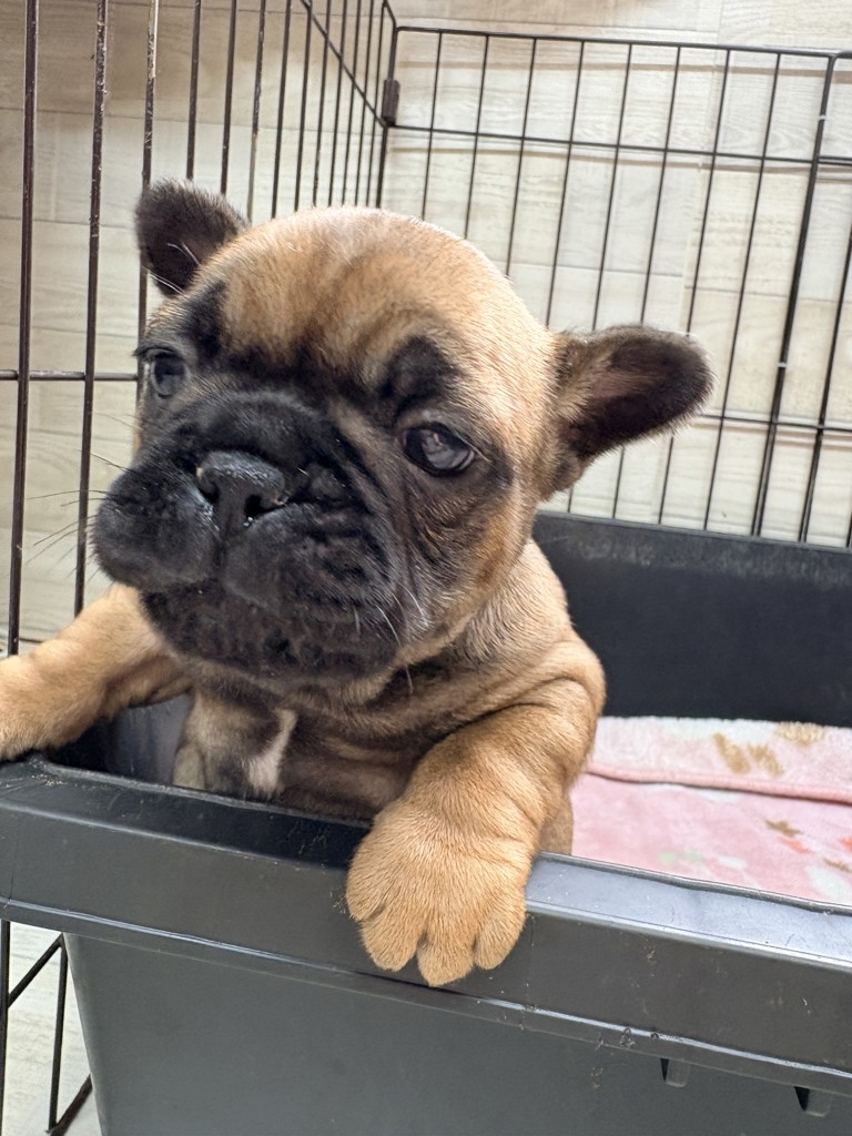 ブリーダー】セレクトバランス アダルト チキン 中粒 1才以上の成犬用