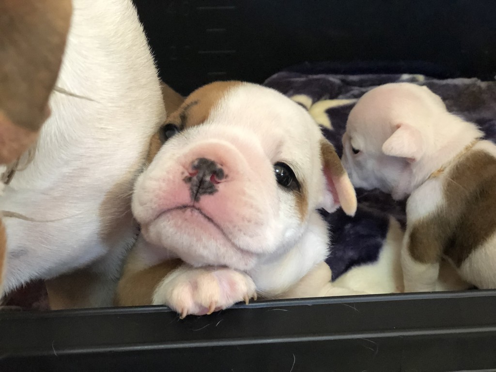 セレクトバランス　15kg 在庫ラスト ブリーダー】セレクトバランス アダルト チキン 中粒 1才以上の成犬用