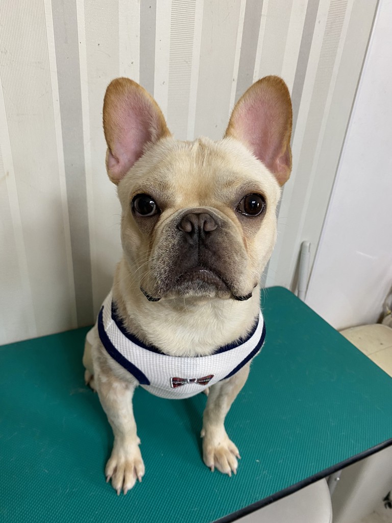 オレミープレミアムーフカット（オーガニクコットン オレミープレミアムーフカット（オーガニクコットン オレミー