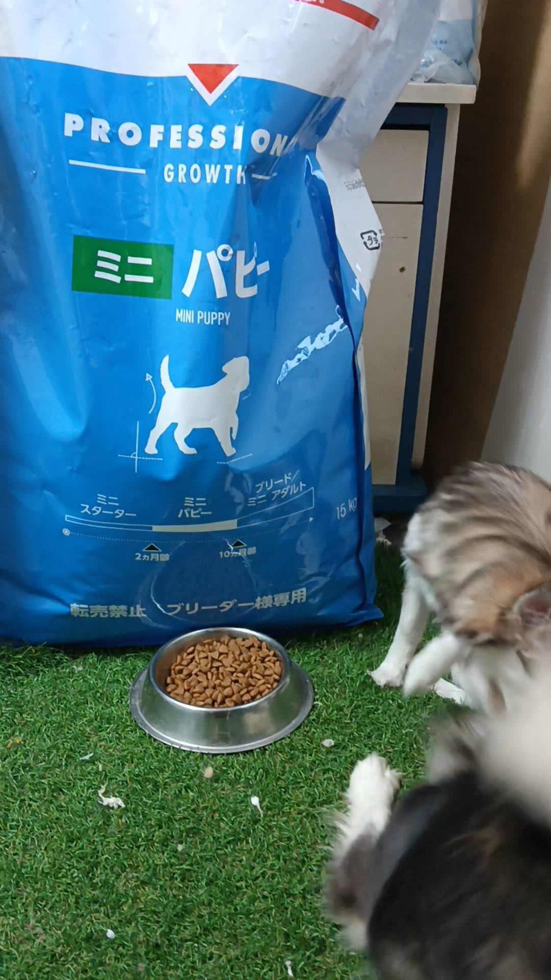  CANIN PROFESSIONAL 小型犬用 S 15kg ブリーダー SHN プロ ミニ パピー 生後10カ月齢まで 小型犬 子犬用