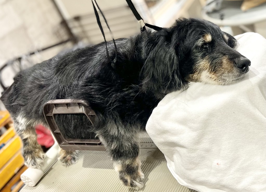 ペットトリマー Top Paw® 2-Speed Dog Small Area Pet Hair Trimmer for Face & Paws