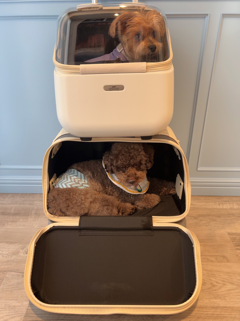 ジェックス GEX OSOTO コロフィー M ミルク 軽量 飛び出し防止 シート