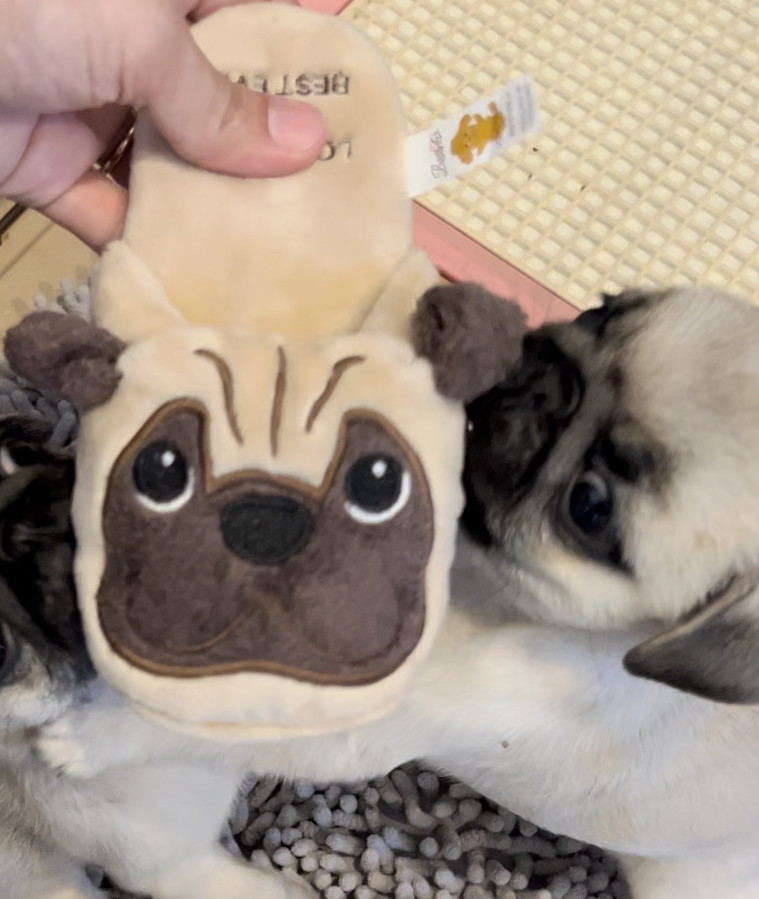 ペットのおもちゃ スリッパ 各種 （トイプードル）/あにまるキャンパス