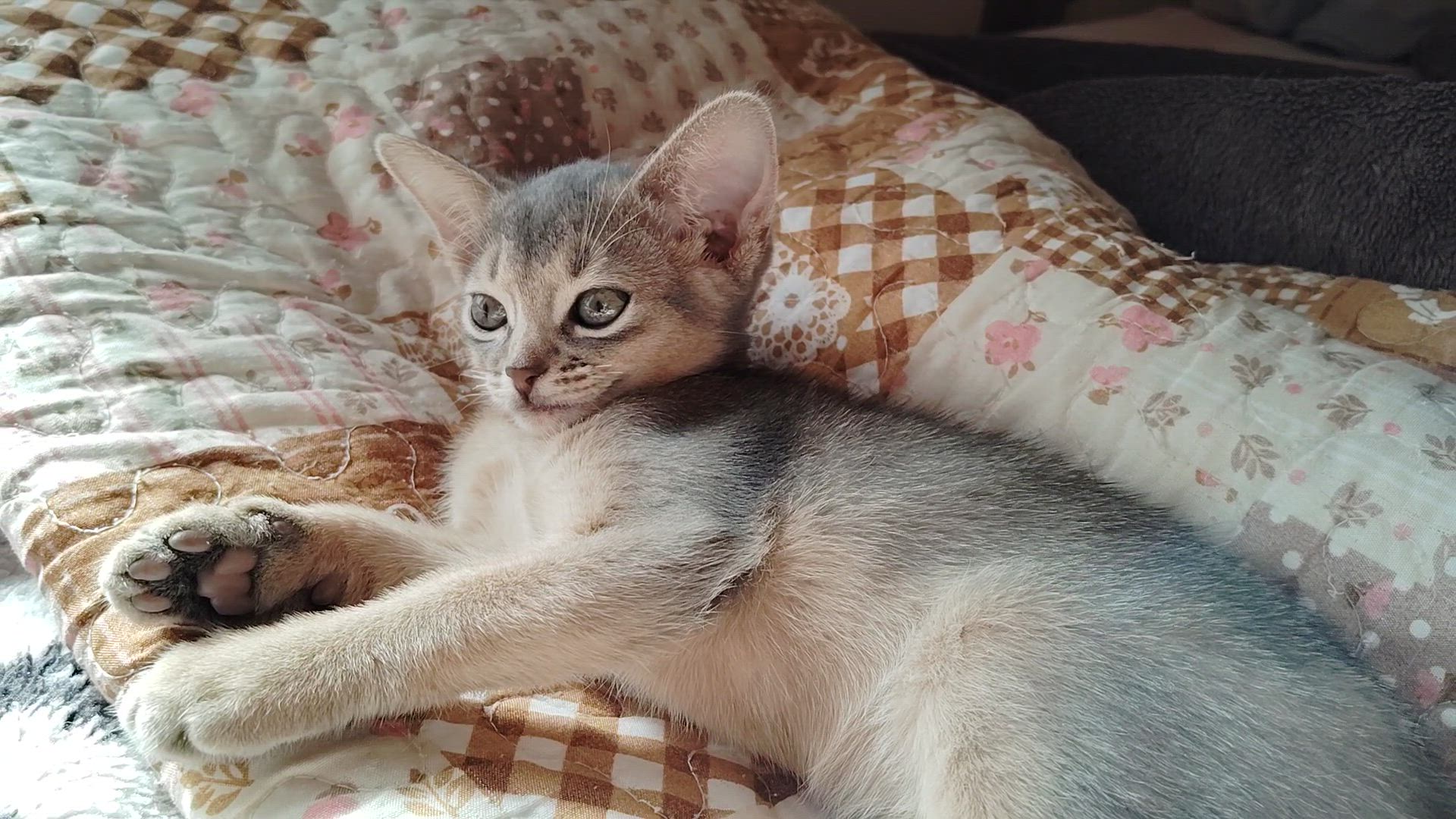マザー＆ベビーキャット マザー＆ベビーキャット（猫用 ウェット） | ロイヤルカナン療法