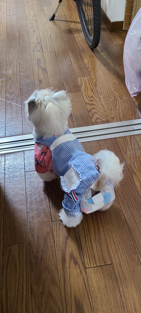 マナーウェア 高齢犬用 長時間オムツ 各サイズ （ SSSサイズ ）(SSS