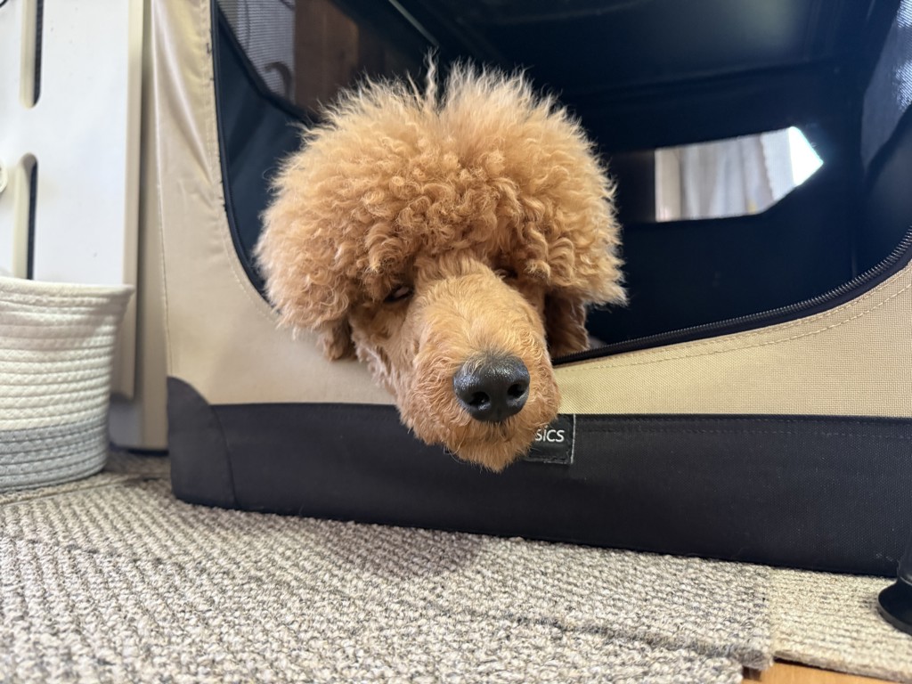 訳あり 森乳 スーパーゴールド 成犬用 ドライフード 15kg 訳あり 森乳