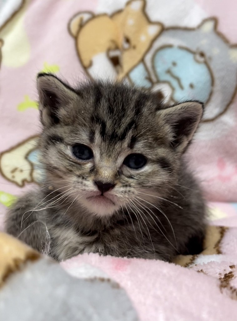 ブリーダー セレクトバランス グレインフリー 猫用 ベビーフード