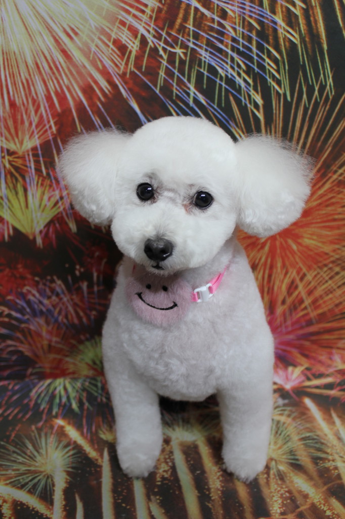 ハルメク 私の枕: ｜ カタログ通販のハルメク