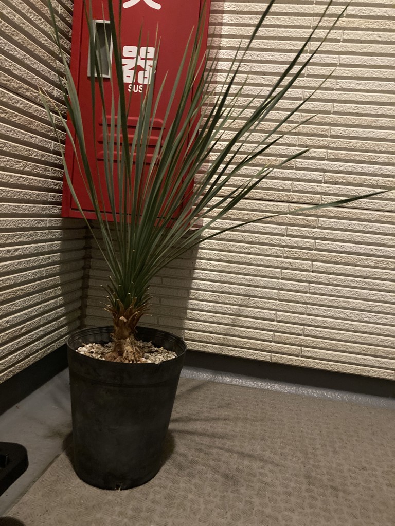沖縄育ちの観葉植物】人気のユッカ・ロストラータ 5寸鉢 | 沖縄県金武