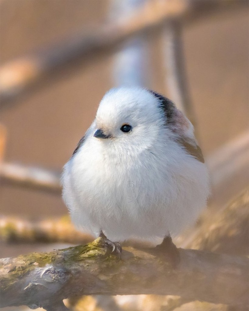 クレンジングオイル2 – My NADESHICO Store