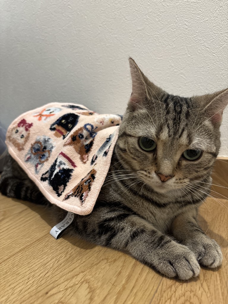 ラブラリープリティーキャッツ ハンカチ(ペールアプリコット