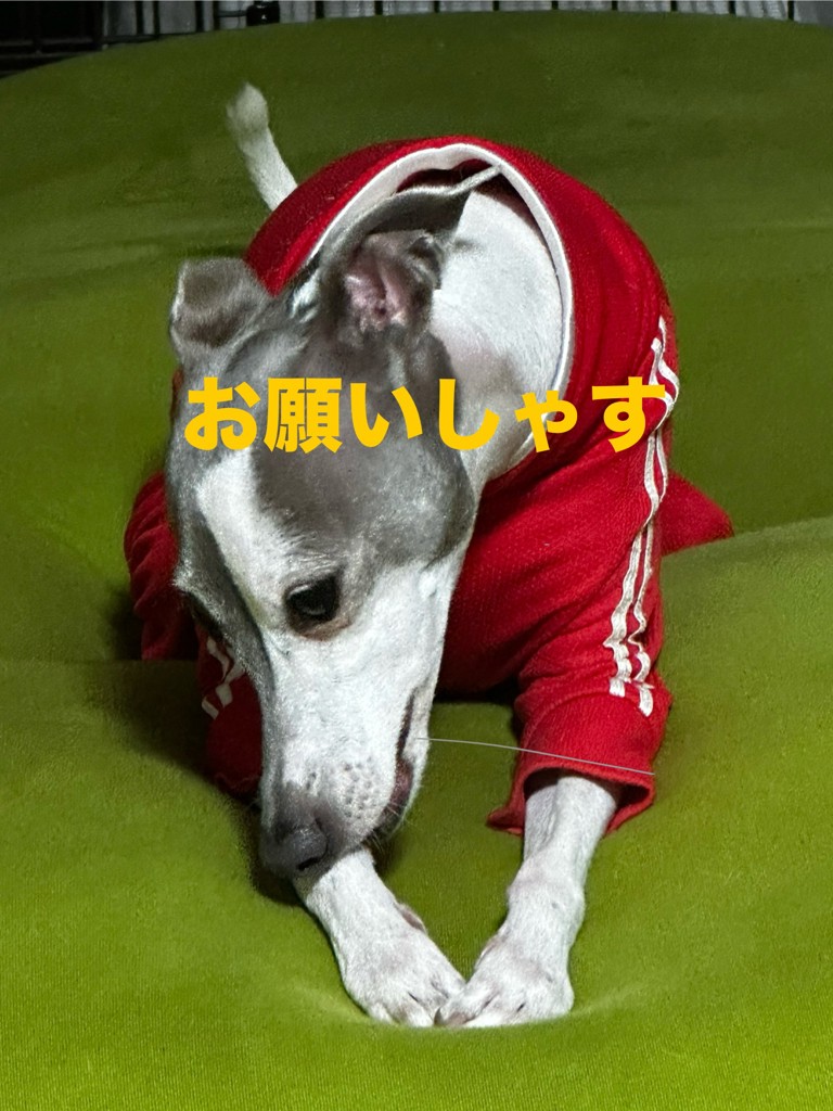 投稿写真