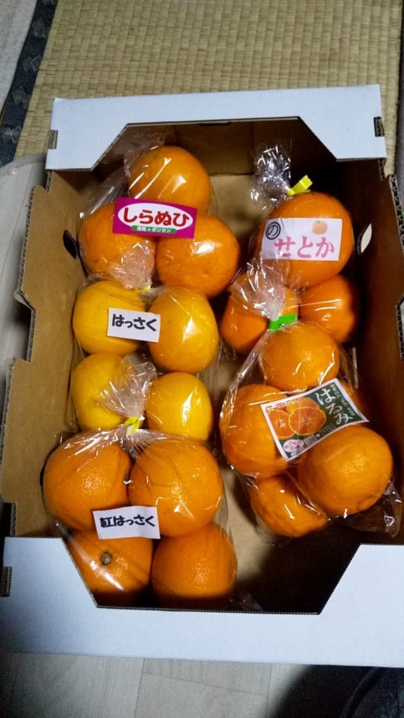 5種類】柑橘食べ比べセット【しらぬひ（不知火）】【はるみ
