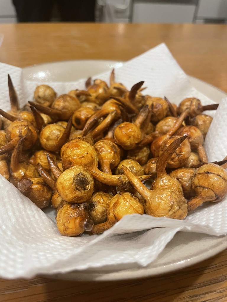 くわい　L 1600g 9000円 福山市産くわい2㎏（L：1㎏、2S：1㎏）: 広島とれたて元気市|【JA