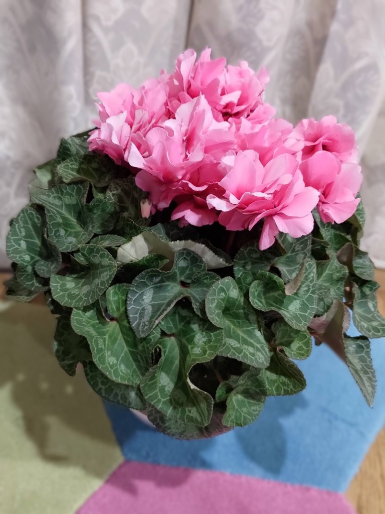 生産者応援送料負担なし！】みずほ育ちのシクラメン 7号鉢 色おまかせ