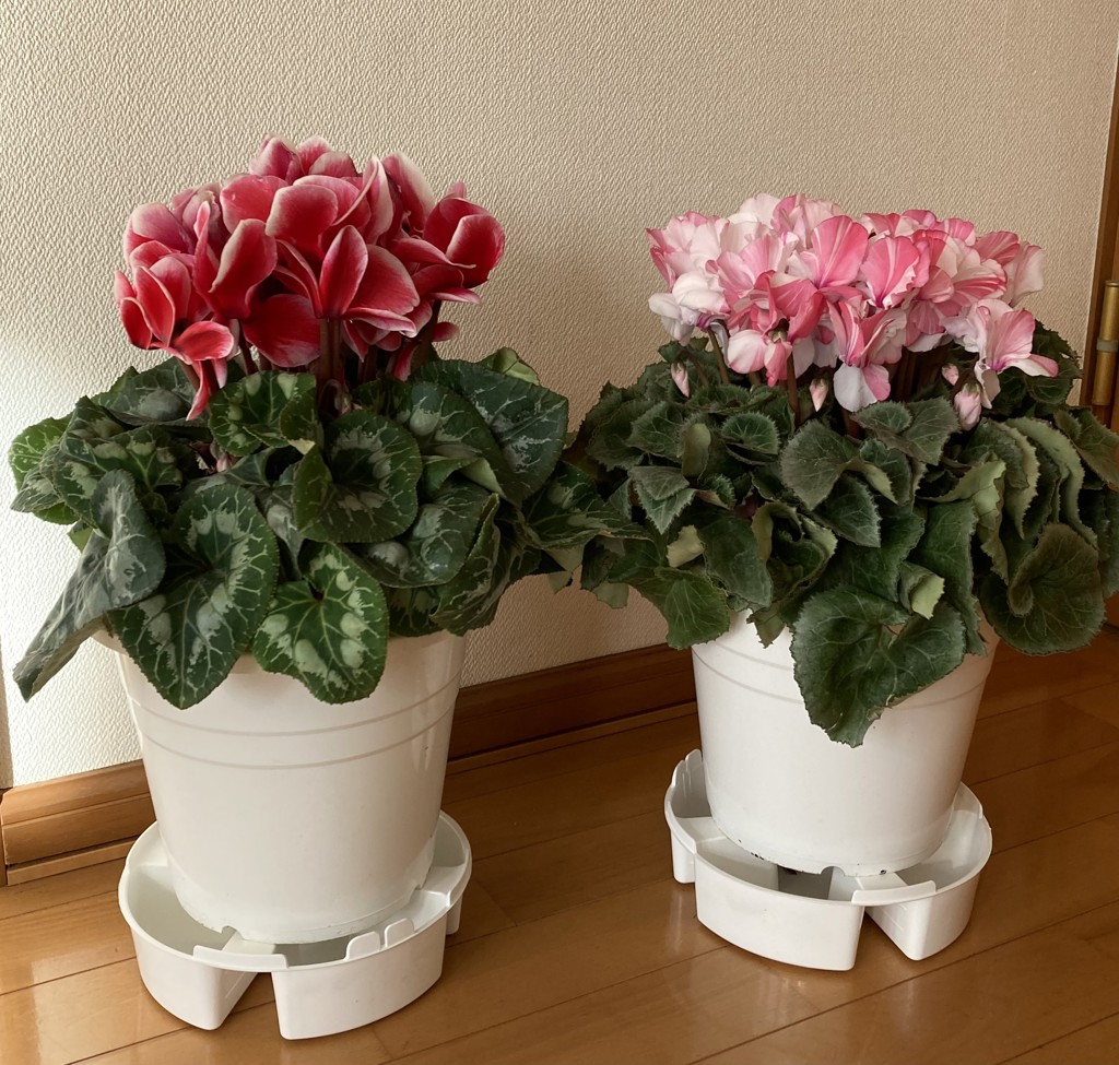 みずほ育ちのシクラメン 7号鉢: JA全農東京|【JAタウン】産地直送