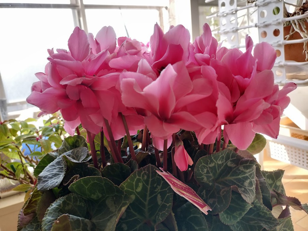 色おまかせ～ みずほ育ちのシクラメン 8号鉢: JA全農東京|【JA