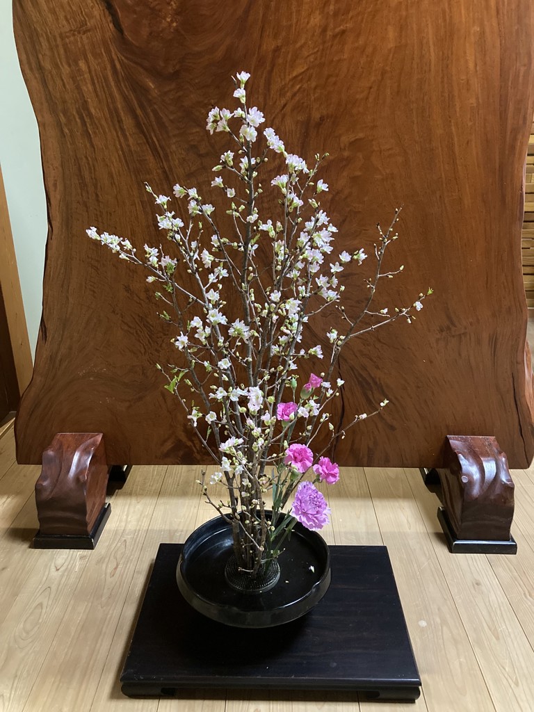 啓翁桜(80㎝×8本): 全農ライフサポート山形|【JAタウン 啓翁桜(80㎝×8本): 全農ライフサポート山形|【JAタウン