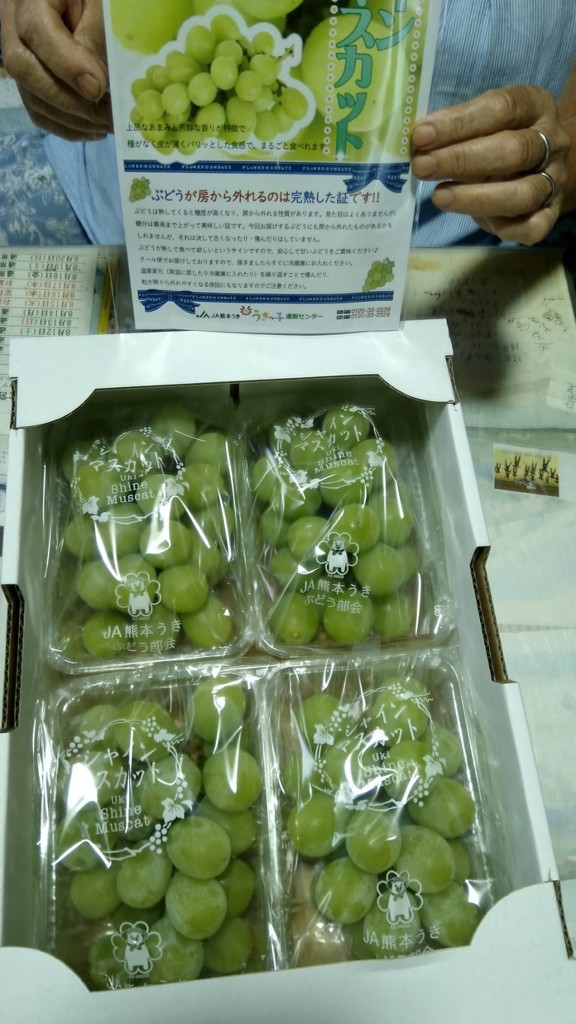熊本宇城産】シャインマスカット1.6㎏: JA熊本うきっ子ショップ